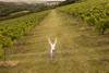 Yoga mit Sandra_Weinberge_Bad Sulza bad sulza yoga kai eisentraut wlt2021 4